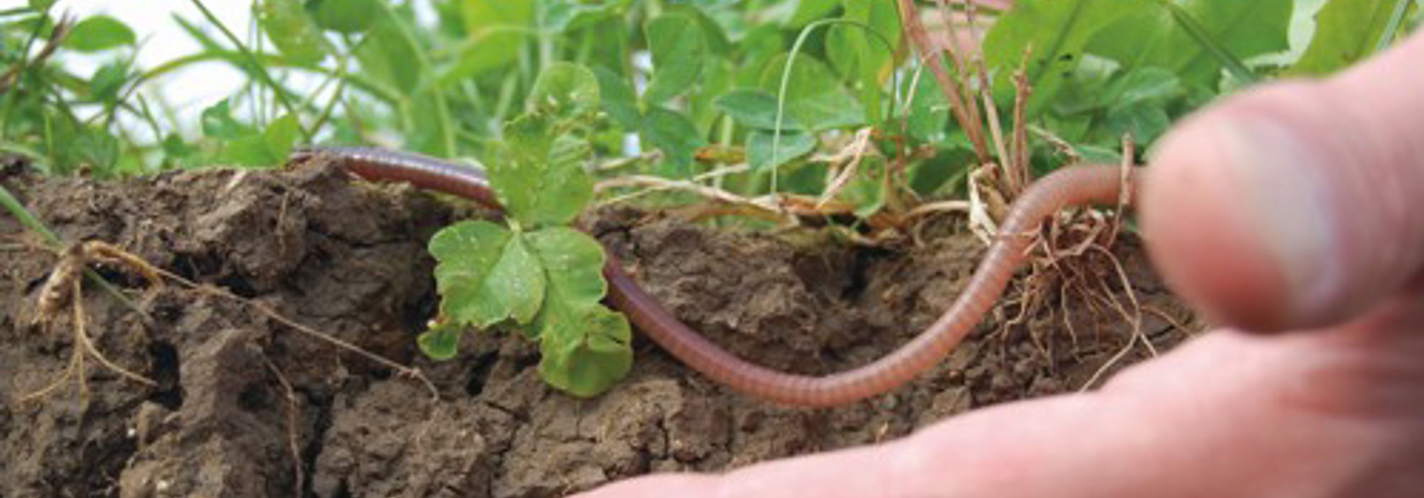 Debatoplæg om fødevareproduktion og økologi 