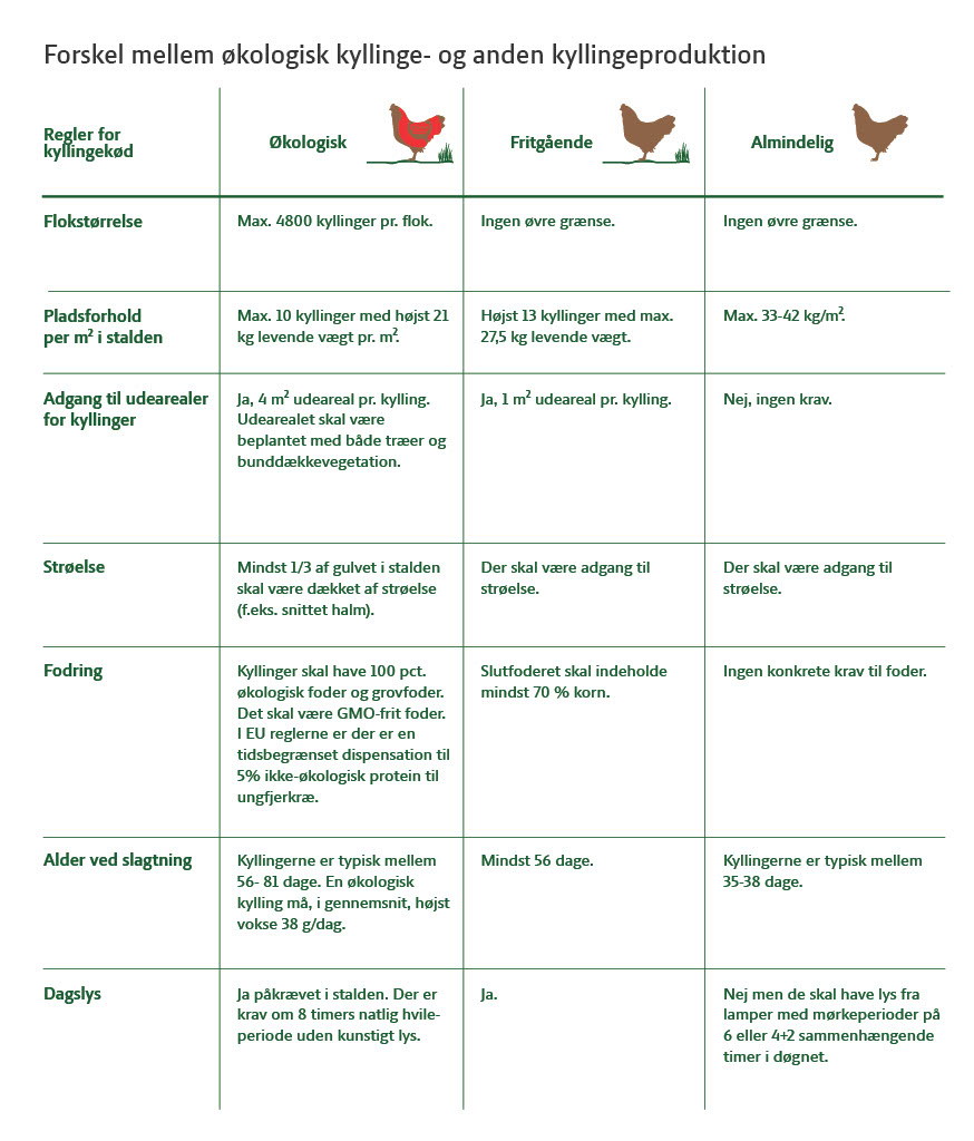 Forskelle mellem økologisk kyllinge- og anden kyllingeproduktion