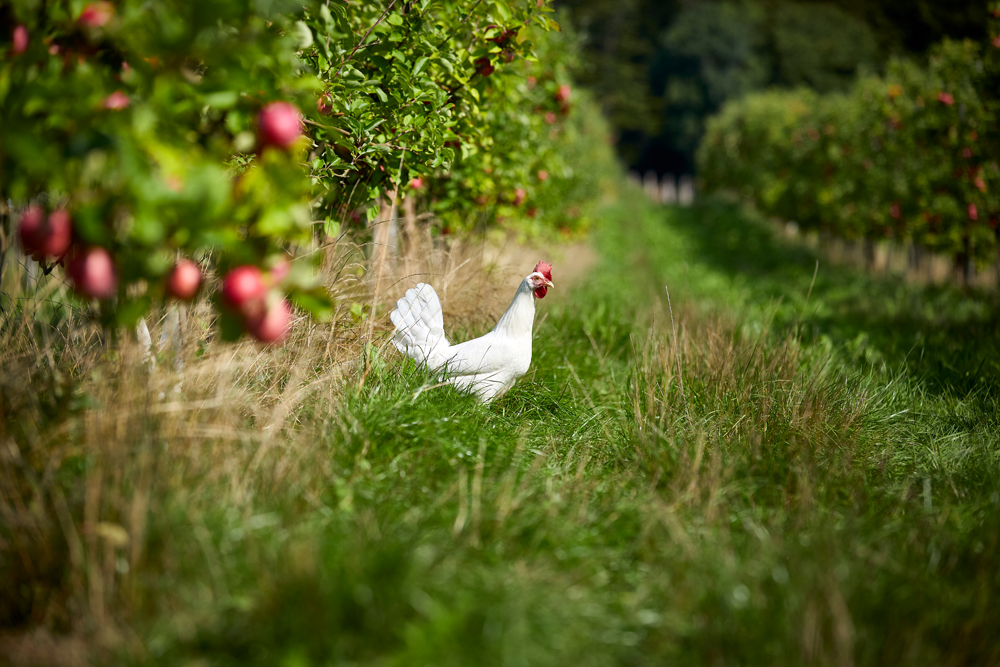 Høne i frugtplantage