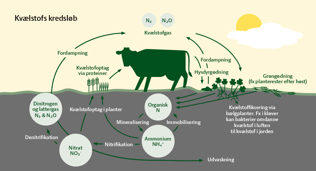 Kvælstofs kredsløb